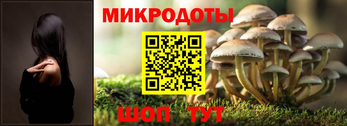 Псилоцибиновые грибы Psilocybine cubensis Казань